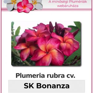 Plumeria rubra - "SK Bonanza"