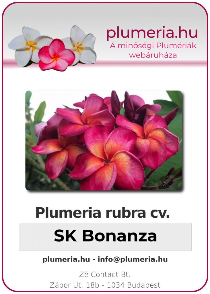 Plumeria rubra "SK Bonanza"