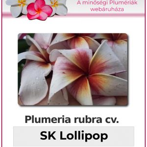 Plumeria rubra - "SK Lollipop"