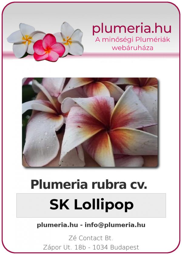 Plumeria rubra - "SK Lollipop"