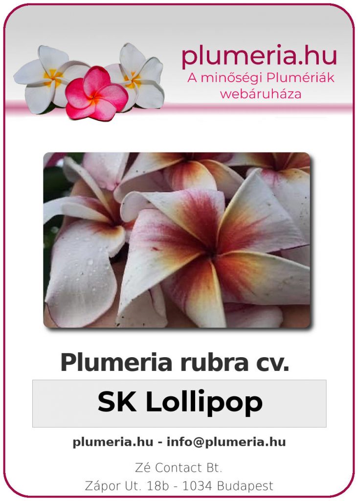 Plumeria rubra "SK Lollipop"