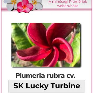 Plumeria rubra - "SK Lucky Turbine"