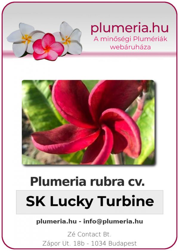 Plumeria rubra - "SK Lucky Turbine"