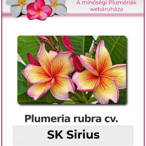 Plumeria rubra - "SK Sirius"
