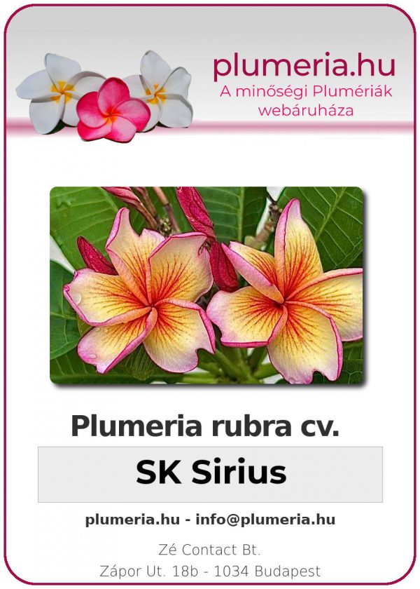 Plumeria rubra - "SK Sirius"