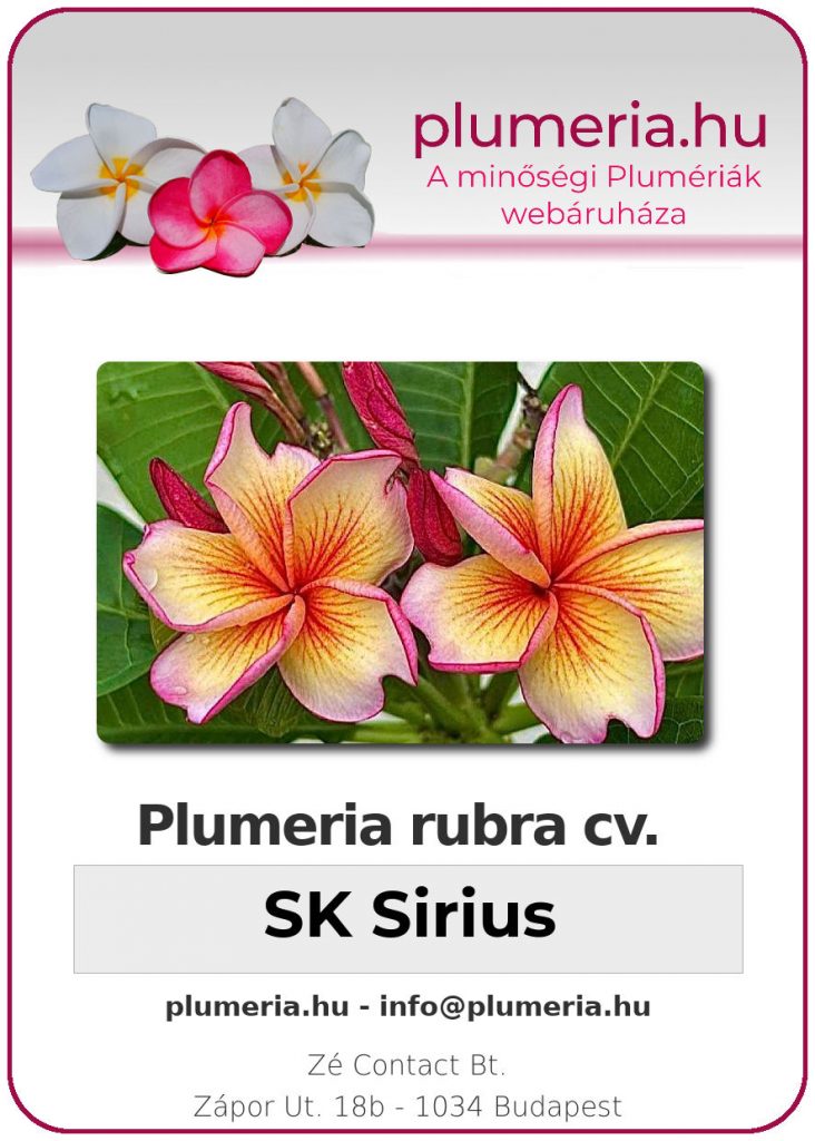 Plumeria rubra "SK Sirius"