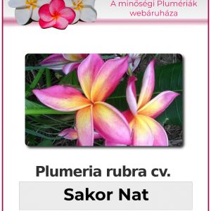 Plumeria rubra - "Sakor Nat"