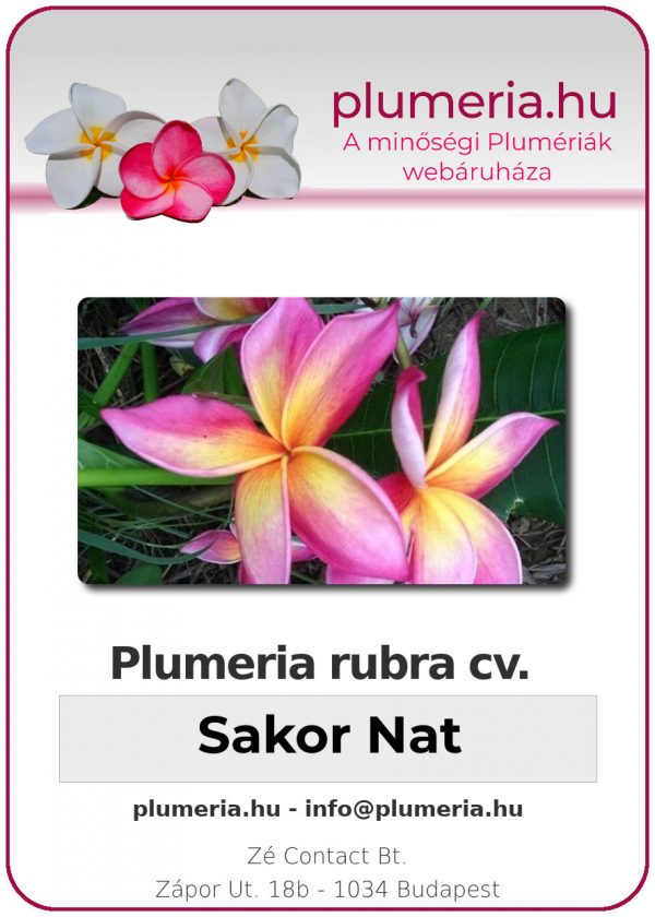 Plumeria rubra - "Sakor Nat"