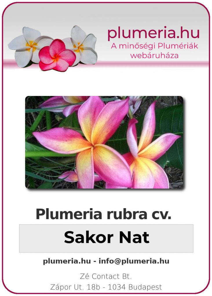 Plumeria rubra "Sakor Nat"