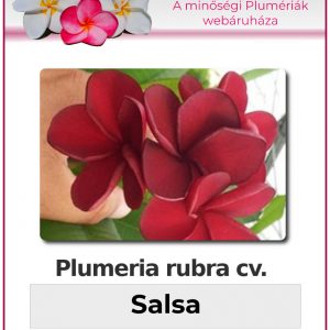 Plumeria rubra - "Salsa"