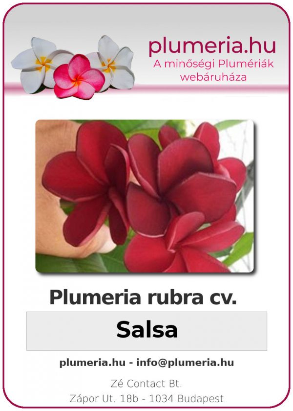 Plumeria rubra - "Salsa"