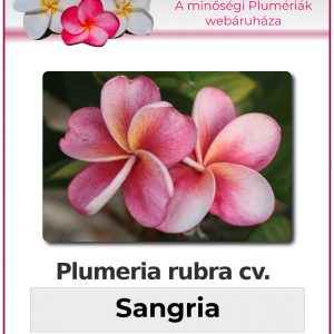 Plumeria rubra - "Sangria"