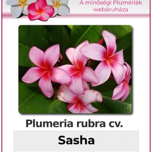 Plumeria rubra - "Sasha"