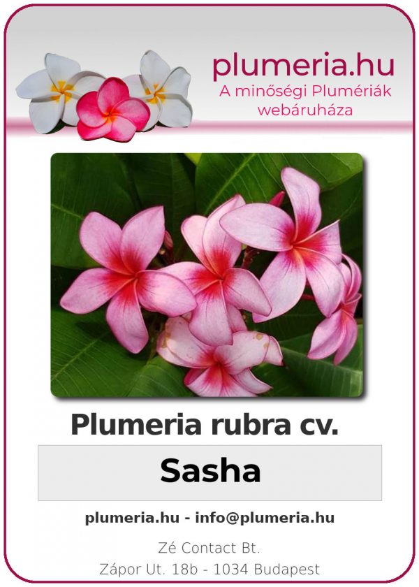 Plumeria rubra - "Sasha"