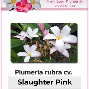 Plumeria rubra - "Slaughter Pink"