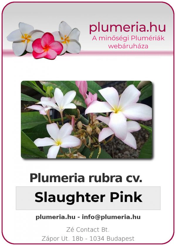 Plumeria rubra - "Slaughter Pink"