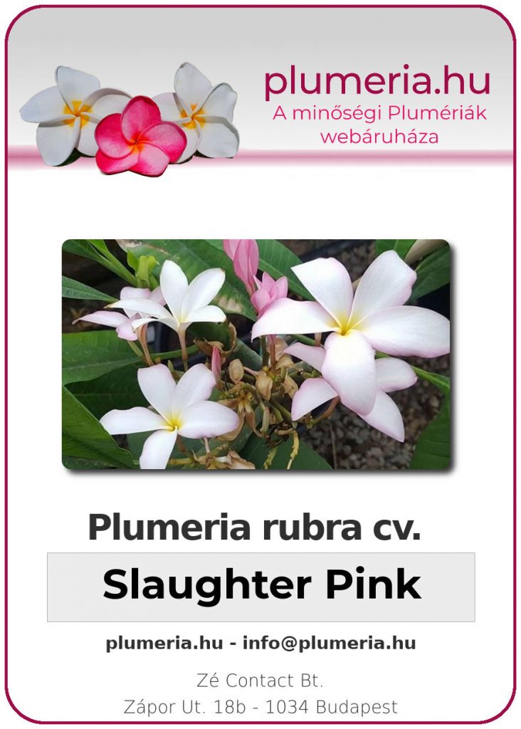 Plumeria rubra "Slaughter Pink"