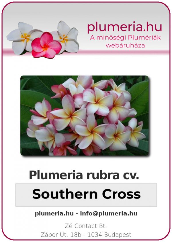 Plumeria rubra - "Southern Cross"