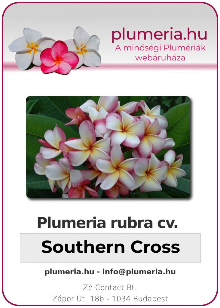 Plumeria rubra "Southern Cross" - dugvány