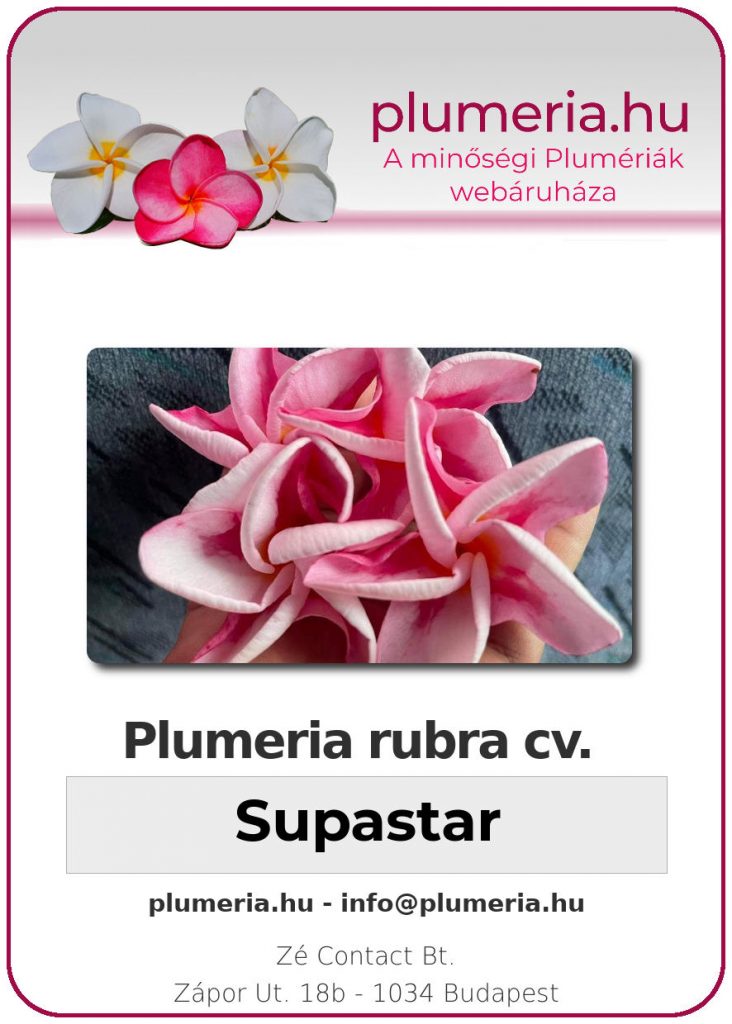 Plumeria rubra "Supastar"