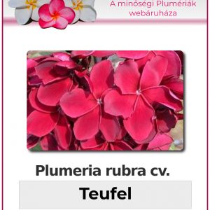 Plumeria rubra - "Teufel"