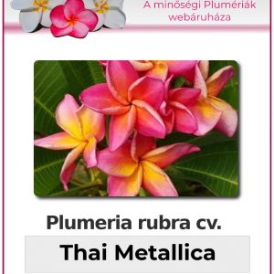 Plumeria rubra - "Thai Metallica"