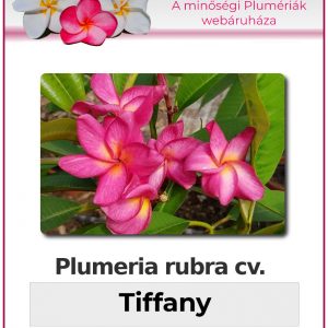 Plumeria rubra - "Tiffany"