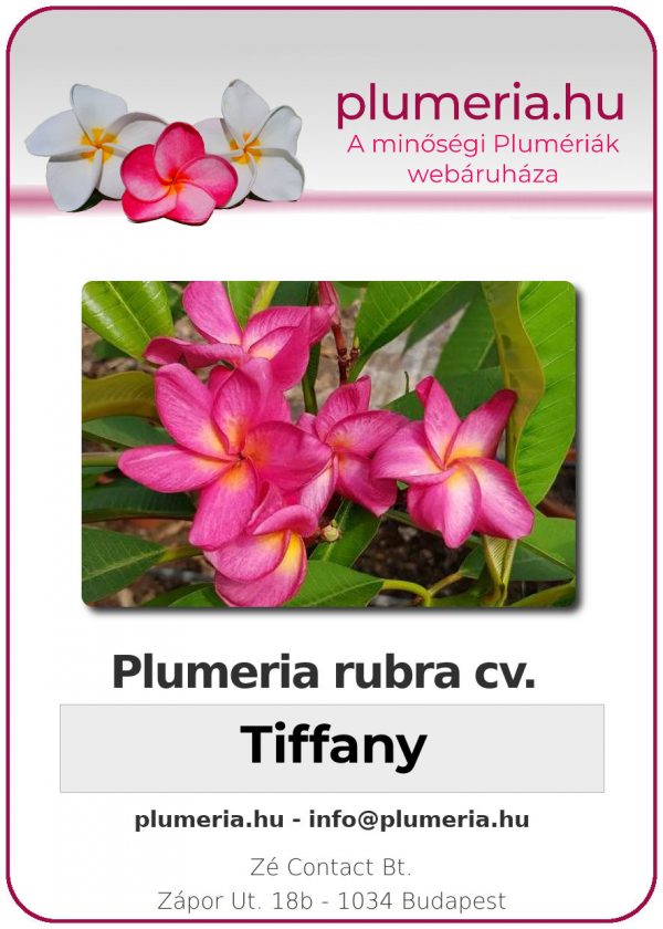 Plumeria rubra - "Tiffany"