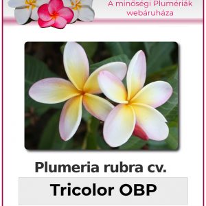 Plumeria rubra - "Tricolor OBP"