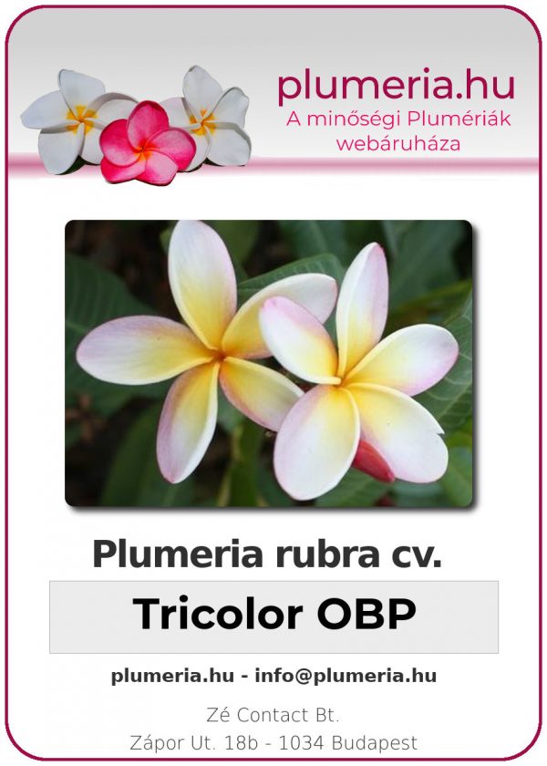 Plumeria rubra - "Tricolor OBP"