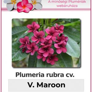 Plumeria rubra - "V Maroon"