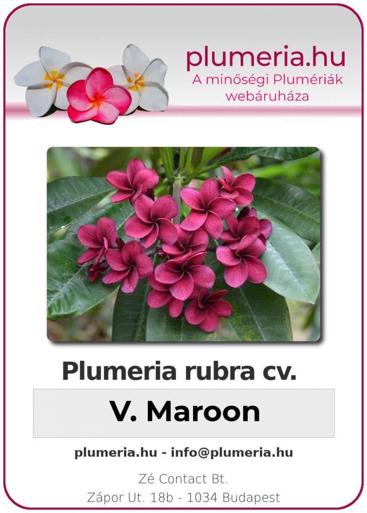 Plumeria rubra "V. Maroon"