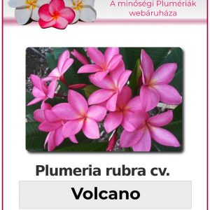 Plumeria rubra - "Volcano"