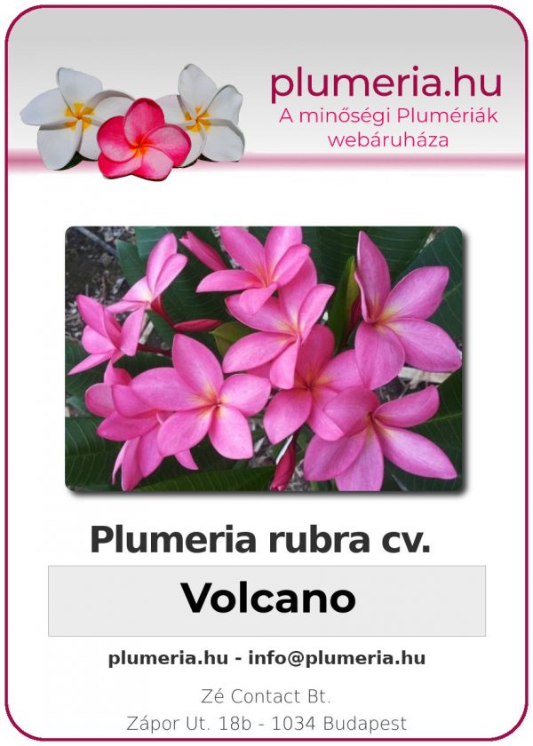 Plumeria rubra - "Volcano"