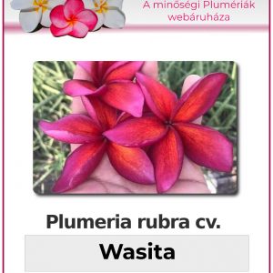 Plumeria rubra - "Wasita"
