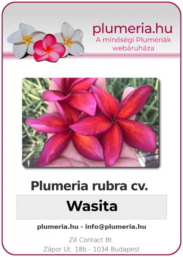 Plumeria rubra - "Wasita"