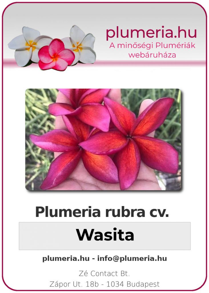Plumeria rubra "Wasita"