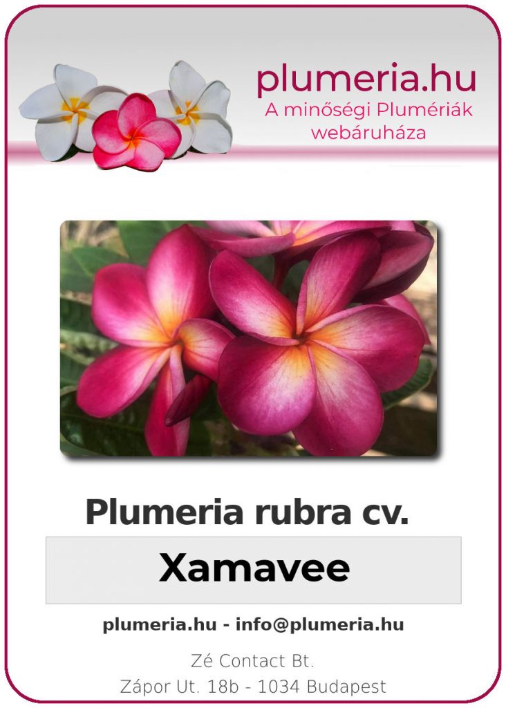 Plumeria rubra "Xamavee"