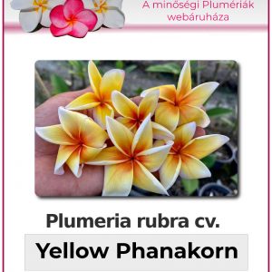 Plumeria rubra - "Yellow Phanakorn"
