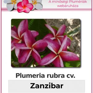 Plumeria rubra - "Zanzibar"