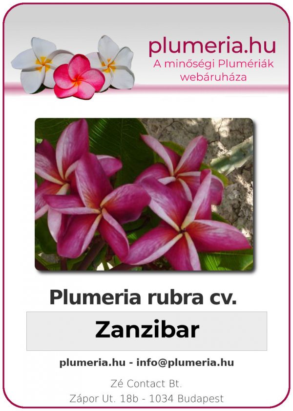 Plumeria rubra - "Zanzibar"