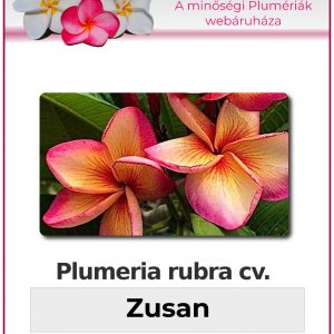 Plumeria rubra - "Zusan"