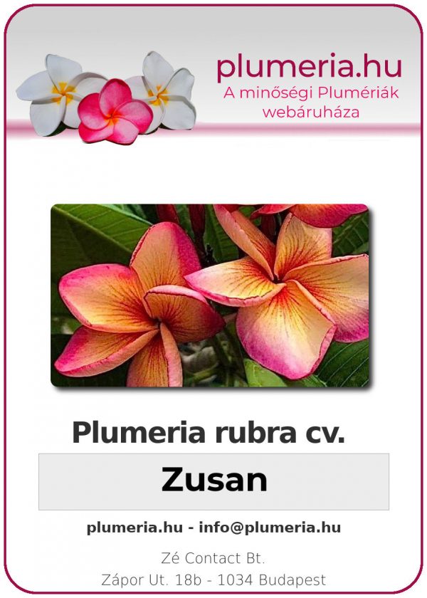 Plumeria rubra - "Zusan"