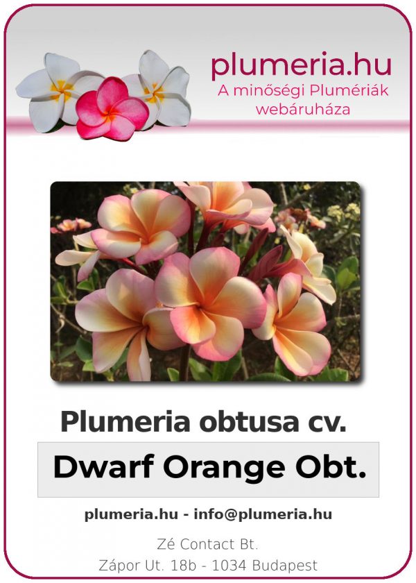Plumeria obtusa - "Dwarf Orange Obtusa"