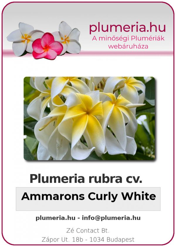 Plumeria rubra - "Ammarons Curly White"