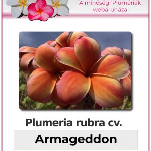 Plumeria rubra - "Armageddon"