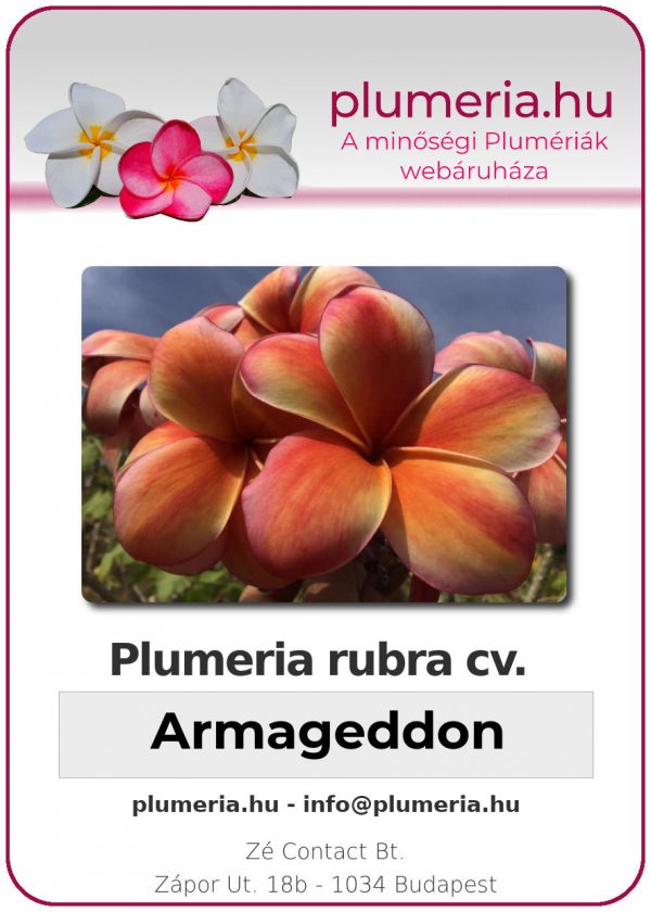 Plumeria rubra - "Armageddon"