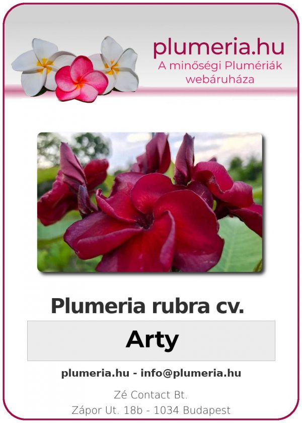 Plumeria rubra - "Arty"