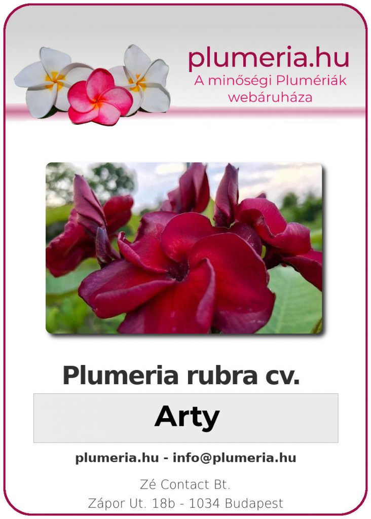 Plumeria rubra "Arty"