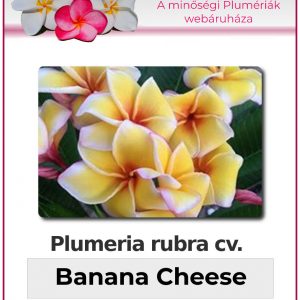 Plumeria rubra - "Banana Cheese"